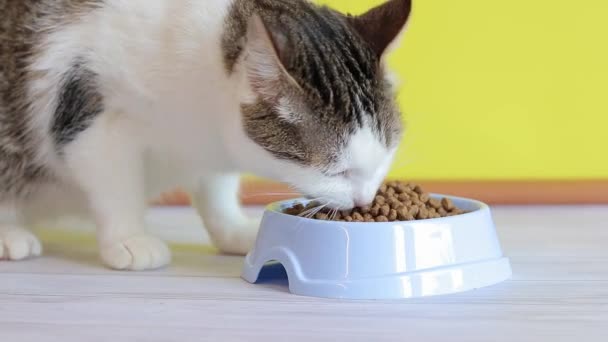 Katten Äter Balanserad Torr Mat Kost För Sällskapsdjur Tamkatt Äter — Stockvideo