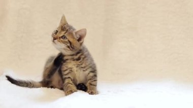 Gri kedi koltukta otururken kaşınıyor. Hafif arka planda kedi yavrusu, ekose. Sevimli hayvan. Pireler için bir ilaç reklamı.