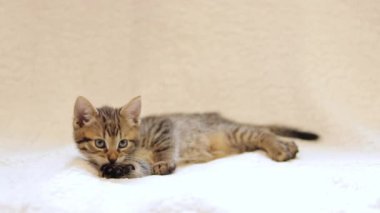 Beyaz bir battaniyenin üzerinde sevimli bir kedi yavrusu yatıyor. Kedi yavrusu yıkıyor. Evcil hayvan.