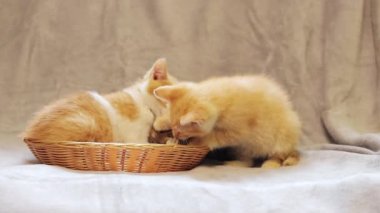 Aktif kedi yavruları birbirleriyle oynarlar. Kedi telaşı. Evcil, oyuncu kedi yavruları. Hayvanlara rahatlık ve bakım kavramı.