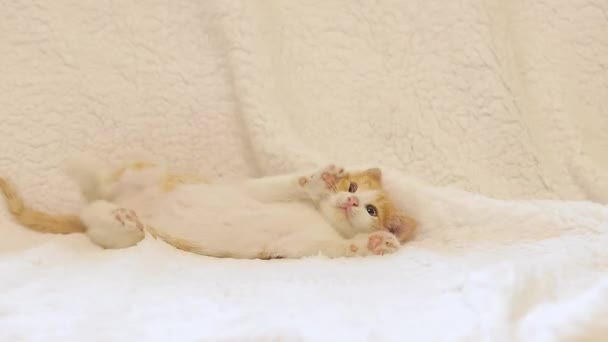 子猫はソファーで遊んでいる 小さな赤い発見された国内遊び心のある子猫 クローズアップ 置かれた明るい背景にキット — ストック動画