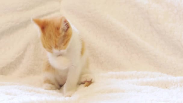 赤い発見された子猫は食べた後に洗います 明るいバックグラウンドでキット ソファーにペット — ストック動画