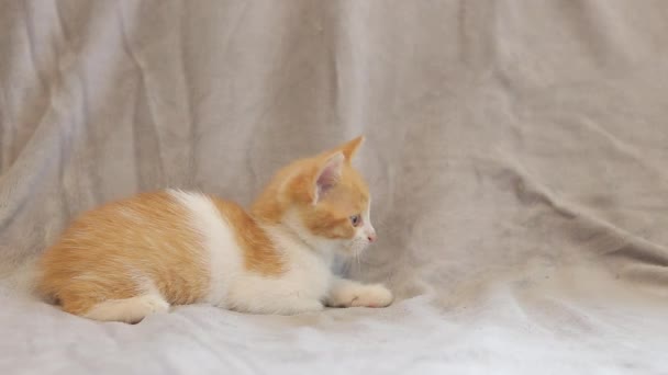 Імбирний Кошеня Уважно Спостерігає Чимось Маленький Червоний Плямистий Домашній Грайливий — стокове відео