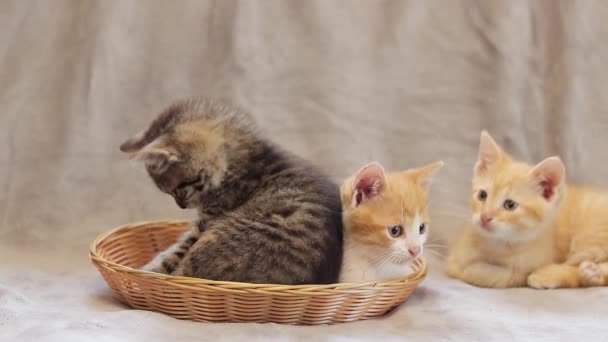 Active Kittens Play Each Other Cat Fuss Domestic Playful Kittens — Stock Video