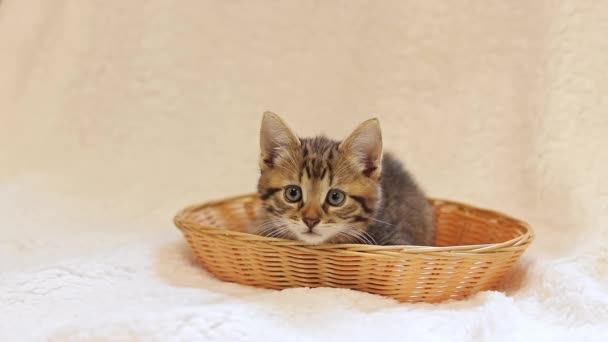 Gray Spotted Kitten Wicker Basket White Bedspread Cute Kitten Looks — Stock Video