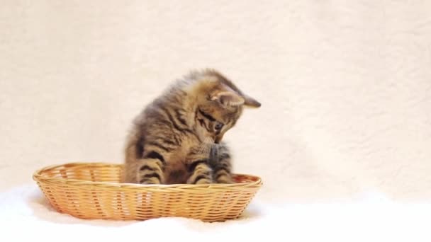 顽皮的小猫在篮子里 灰色的 沙发上有褐色的小猫 背景上有白色的床罩 — 图库视频影像