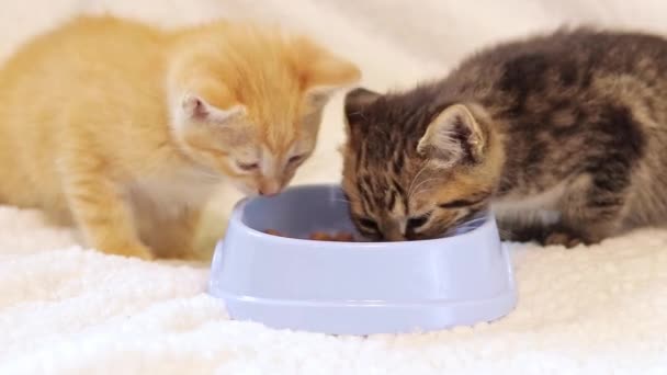 Twee Kittens Eten Zacht Voedsel Uit Een Kattenbak Huisdierenzorg Concept — Stockvideo