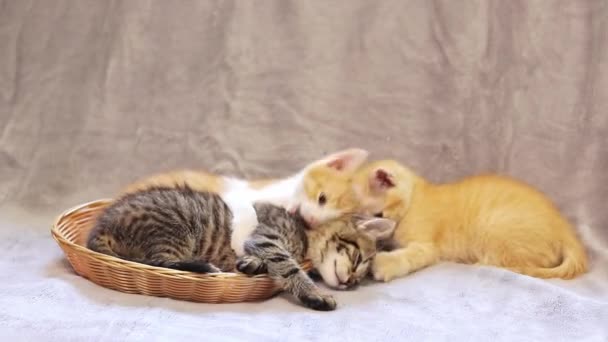 Активні Кошенята Граються Один Одним Кіт Метушиться Домашні Грайливі Кошенята — стокове відео