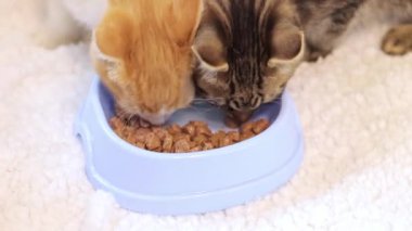 İki küçük kedi yavrusu kedi kasesinden yumuşak yiyecekler yiyorlar. Hayvan bakımı konsepti. Kediler için dengeli beslenme. Yumuşak seçici odak
