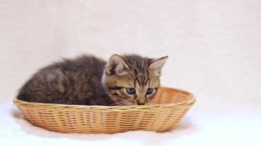 Sepette oynaşan kedi yavrusu. Gri benekli kahverengi kedi yavrusu koltukta, beyaz yatak örtüsü de arka planda.