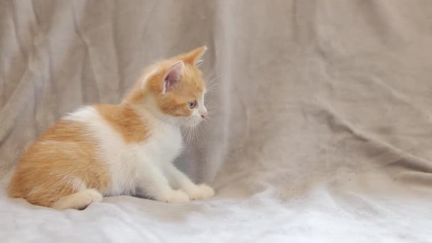 Ingwerkätzchen Beobachten Genau Etwas Ein Kleines Rot Geflecktes Verspieltes Kätzchen — Stockvideo