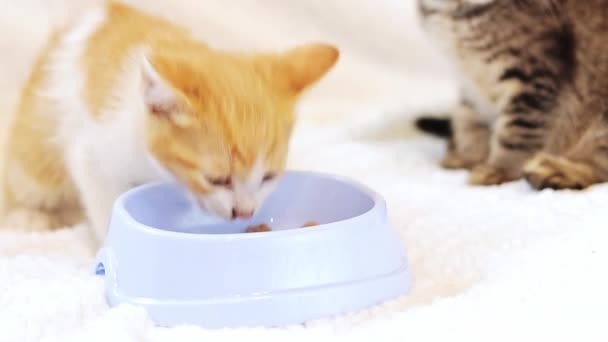 两只小猫咪正在吃一只猫碗里的软食 宠物护理的概念 猫的营养均衡 软性选择性重点 — 图库视频影像