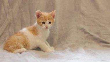 Kızıl kedi yavrusu yakından bir şey izliyor. Küçük kırmızı benekli bir kedi yavrusu gri bir battaniyeyle kaplı bir kanepede yatıyor.