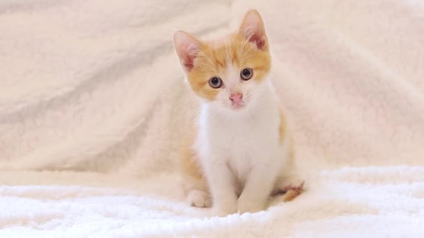 赤い発見された子猫は食べた後に洗います 明るいバックグラウンドでキット ソファーにペット — ストック動画