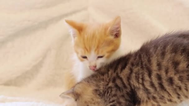Pequenos Gatinhos Uma Atmosfera Caseira Gatinhos Bonitos Animais Estimação — Vídeo de Stock