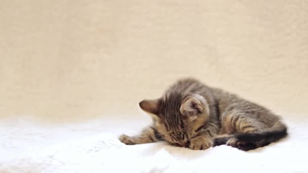 Roztomilé Kotě Leží Bílé Přikrývce Koťátko Myje Domácí Hravý Mazlíček — Stock video
