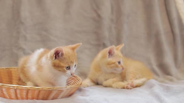 家庭的な雰囲気の中で小さな子猫たち かわいい子猫 ペット — ストック動画