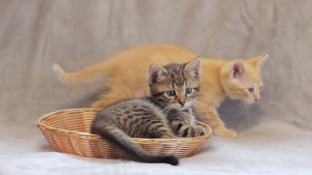 一匹の子猫がもう一匹 ペットをライセンスする かわいい小さな子猫たち — ストック動画