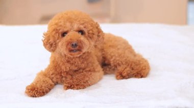 Yatakta Maltipu, tatlım. Beyaz battaniyeli köpek. Kahverengi kıvırcık saçlı kaniş.