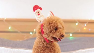 Yeni yıl çemberinde mutlu bir köpek. Yeni yıl çelengi arkaplanındaki kötü adam, bir bayram. Safkan evcil hayvan. Köpek tatil için hazır.