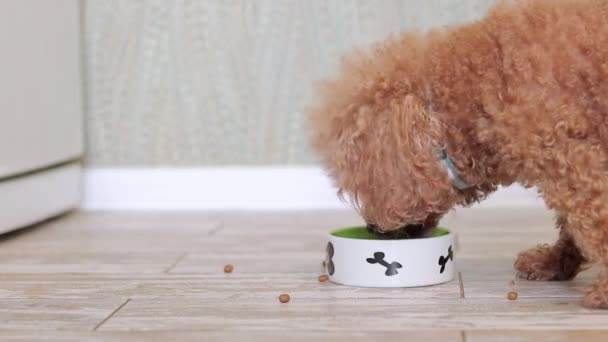 Пудель Їсть Суху Їжу Миски Кухні Собака Їсть Їжу Крупним — стокове відео