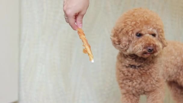 Delicioasă Plăcere Pentru Câini Mâna Unei Femei Oferă Masă Gustoasă — Videoclip de stoc