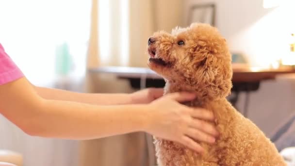 Mutlu Köpek Kız Kahverengi Kıvırcık Saçlı Bir Kanişi Okşuyor Maltipoo — Stok video