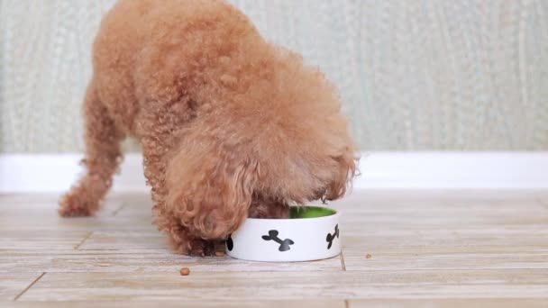 Пудель Їсть Суху Їжу Миски Кухні Собака Їсть Їжу Крупним — стокове відео