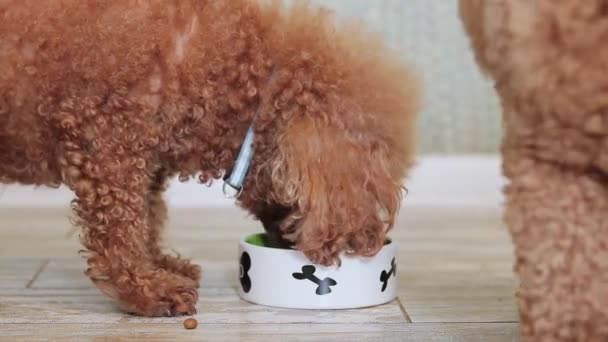 Een Poedel Eet Droog Voedsel Uit Een Kom Keuken Hond — Stockvideo