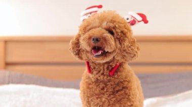 Yeni yıl çemberinde mutlu bir köpek. Yatak odasının arka planında kötü koku, tatil. Safkan evcil hayvan. Köpek tatil için hazır.