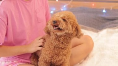 Sahibi elle okşayan köpek. Mutlu köpek, arka planda Noel çelenkleri var. Tatilde yatak odasının arka planında Maltipoo vardı. Köpek Noel 'i kutlamaya hazır.
