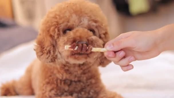 家庭用犬が食べている カーリーブラウンヘアの子犬 ベッドルームのマルタポードル マルティポー — ストック動画