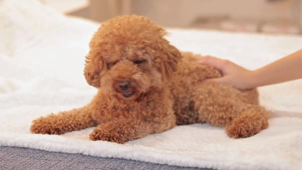 Maltipoo Bed Pet Woman Hand Strokes Poodle Dog White Blanket — Stock Video