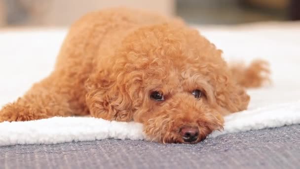 家里的狗在床上 有卷曲棕色头发的小狗 马耳他狮子狗在卧室里 白色毛毯上的马屁精 — 图库视频影像