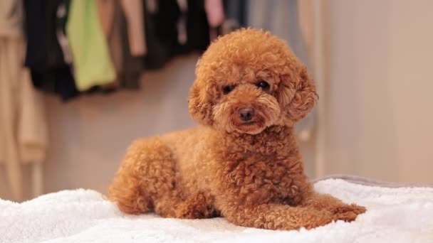 Maltipoo Bed Pet Dog White Blanket Poodle Brown Curly Hair — Stock Video