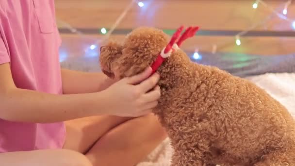 Właściciel Głaszczący Psa Szczęśliwy Pies Świąteczne Girlandy Tle Maltipoo Tle — Wideo stockowe