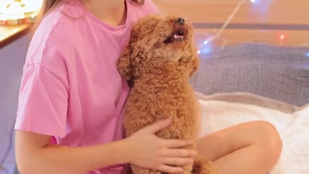 Eigenaar Hand Strelende Hond Gelukkige Hond Kerstslingers Achtergrond Maltipoo Achtergrond — Stockvideo