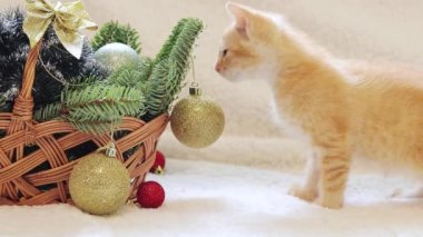 Küçük bir kedi yavrusu Noel balosuyla oynuyor, yeni yıl dekorlu bir sepet. İçinde köknar dalı ve Noel süslemeleri olan bir sepet ve kedi. Oyuncak kedi ve tatil için oyuncaklar.