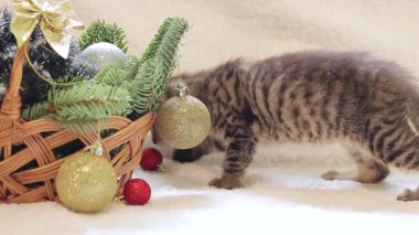 Küçük bir kedi yavrusu Noel balosuyla oynuyor, yeni yıl dekorlu bir sepet. İçinde köknar dalı ve Noel süslemeleri olan bir sepet ve kedi. Oyuncak kedi ve tatil için oyuncaklar.