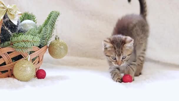고양이는 크리스마스 바구니와 놀고있다 고양이와 전나무 가지와 크리스마스 바구니 휴가를위한 — 비디오