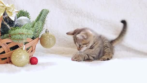 Malé Koťátko Hraje Vánočním Míčkem Košem Novoroční Výzdobou Kočka Košík — Stock video