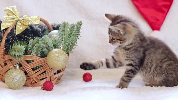 Mały Kotek Bawi Się Świąteczną Piłką Koszykiem Noworocznym Wystrojem Kot — Wideo stockowe