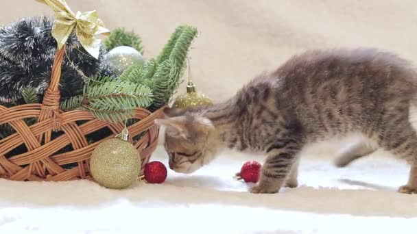 고양이는 크리스마스 바구니와 놀고있다 고양이와 전나무 가지와 크리스마스 바구니 휴가를위한 — 비디오