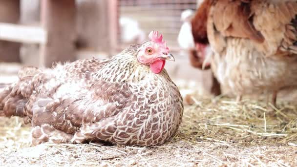 母鸡正坐在鸡舍里 农业和家畜的概念 农业中的不同鸟类 有机食品 — 图库视频影像
