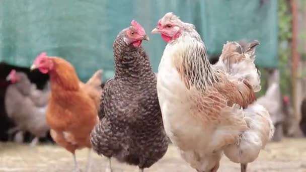 Kümeste Kümeste Farklı Cinsten Bir Sürü Renkli Tavuk Var Tarım — Stok video