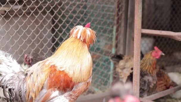 Turuncu Horoz Yaklaş Tarım Evcil Hayvanlar Kavramı Çiftlikteki Güzel Horoz — Stok video