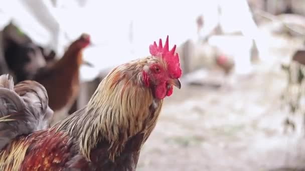 Galo Perto Cabeça Pássaro Conceito Agricultura Animais Domésticos Galo Bonito — Vídeo de Stock
