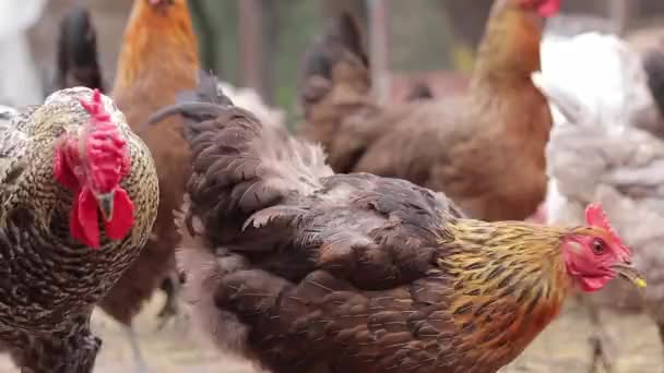 Veel Kleurrijke Kippen Van Verschillende Rassen Het Kippenhok Het Fokken — Stockvideo