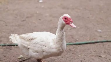 Kırmızı gagalı bir kaz. Beyaz tüylü kümes hayvanları. Kaz, kuşa yakın çekim. Tarım ve evcil hayvanlar kavramı. Kaz açık havada yürür