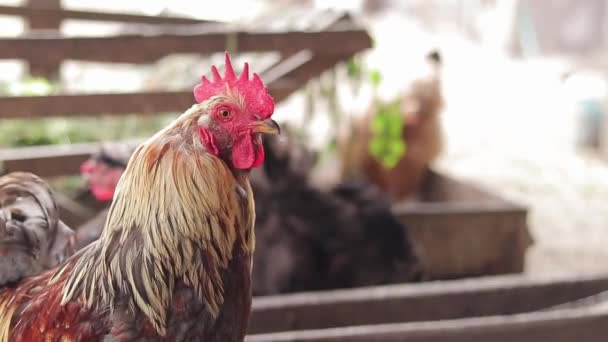 家禽饲养场 鸡舍特写负责人 农业和家畜的概念 农场里漂亮的公鸡 — 图库视频影像